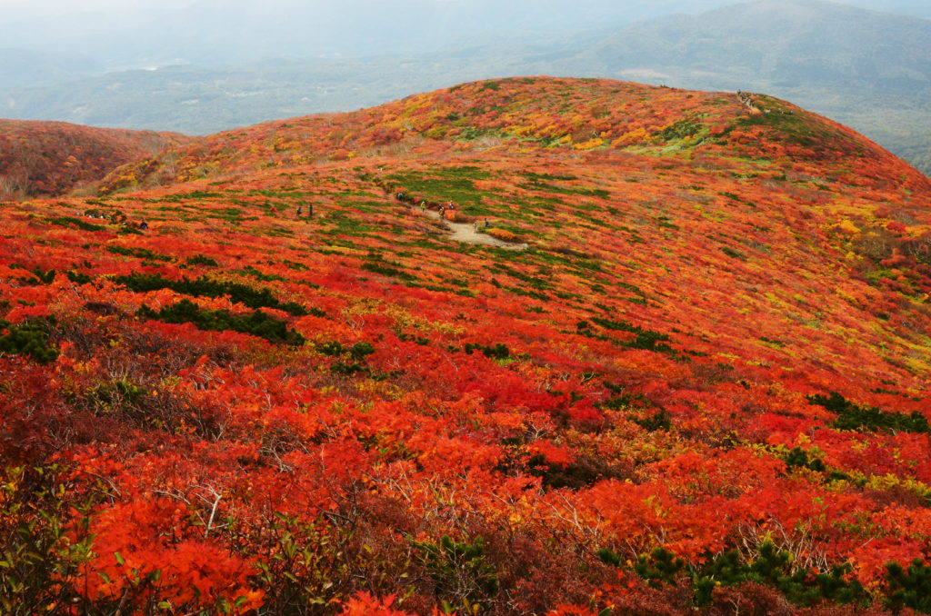 栗駒山ソロ登山と神の絨毯